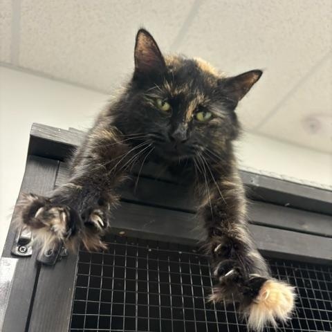 Enlarge Kaleidoscope, a Adoptable Domestic Medium Hair in Hudsonville, MI image 4/6