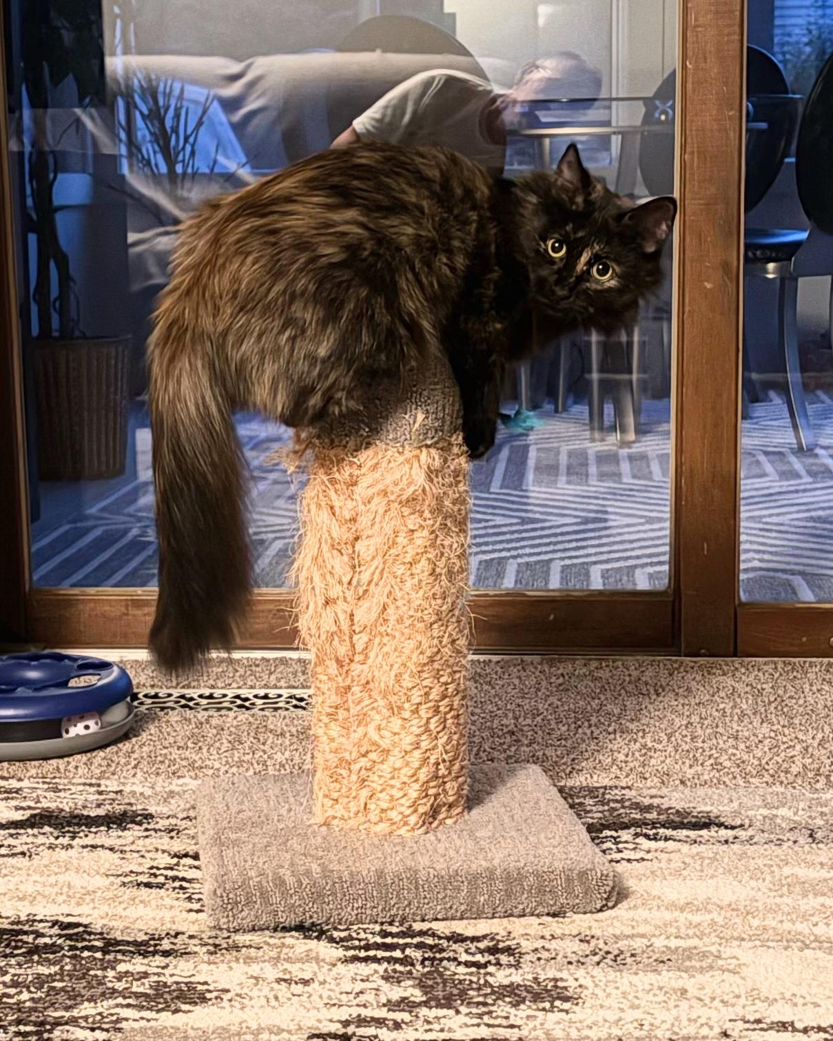 Kaleidoscope, a Adoptable Domestic Medium Hair in Hudsonville, MI image 5/6