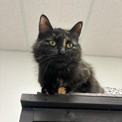 Enlarge Kaleidoscope, a Adoptable Domestic Medium Hair in Hudsonville, MI image 5/6