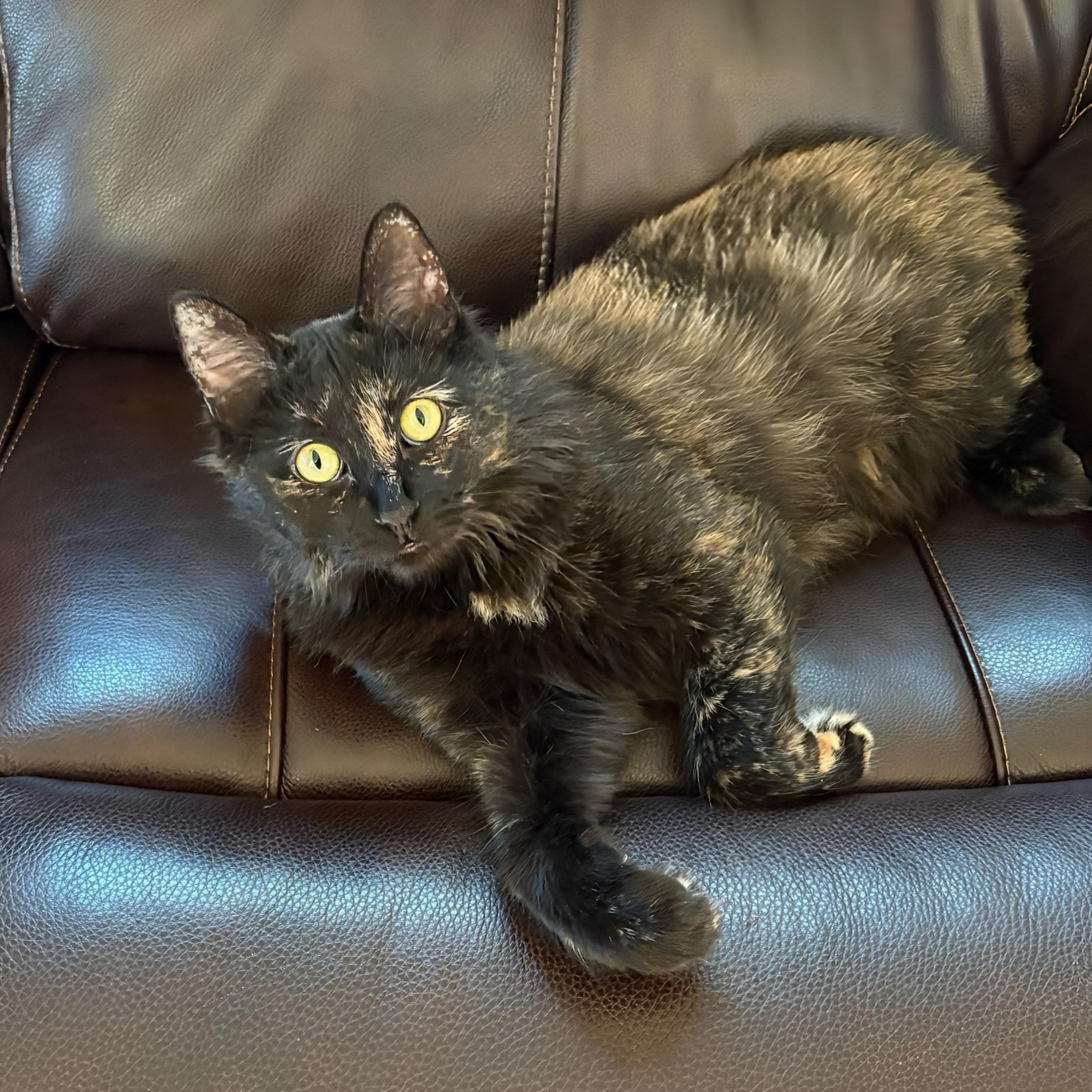 Kaleidoscope, a Adoptable Domestic Medium Hair in Hudsonville, MI image 1/6
