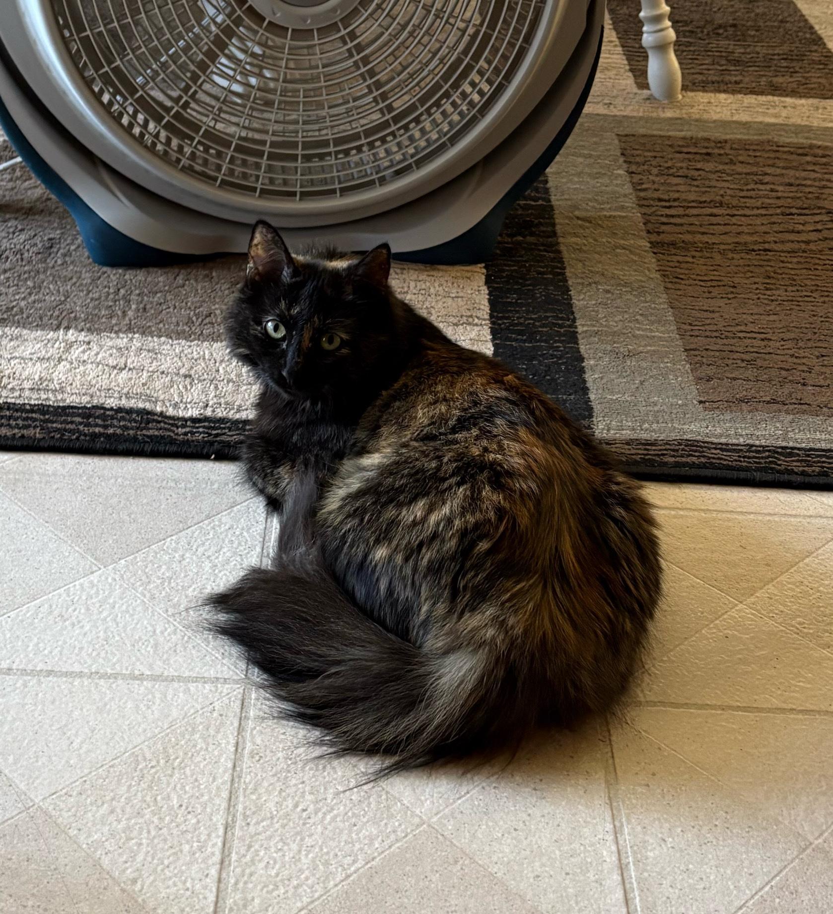 Kaleidoscope, a Adoptable Domestic Medium Hair in Hudsonville, MI image 6/6