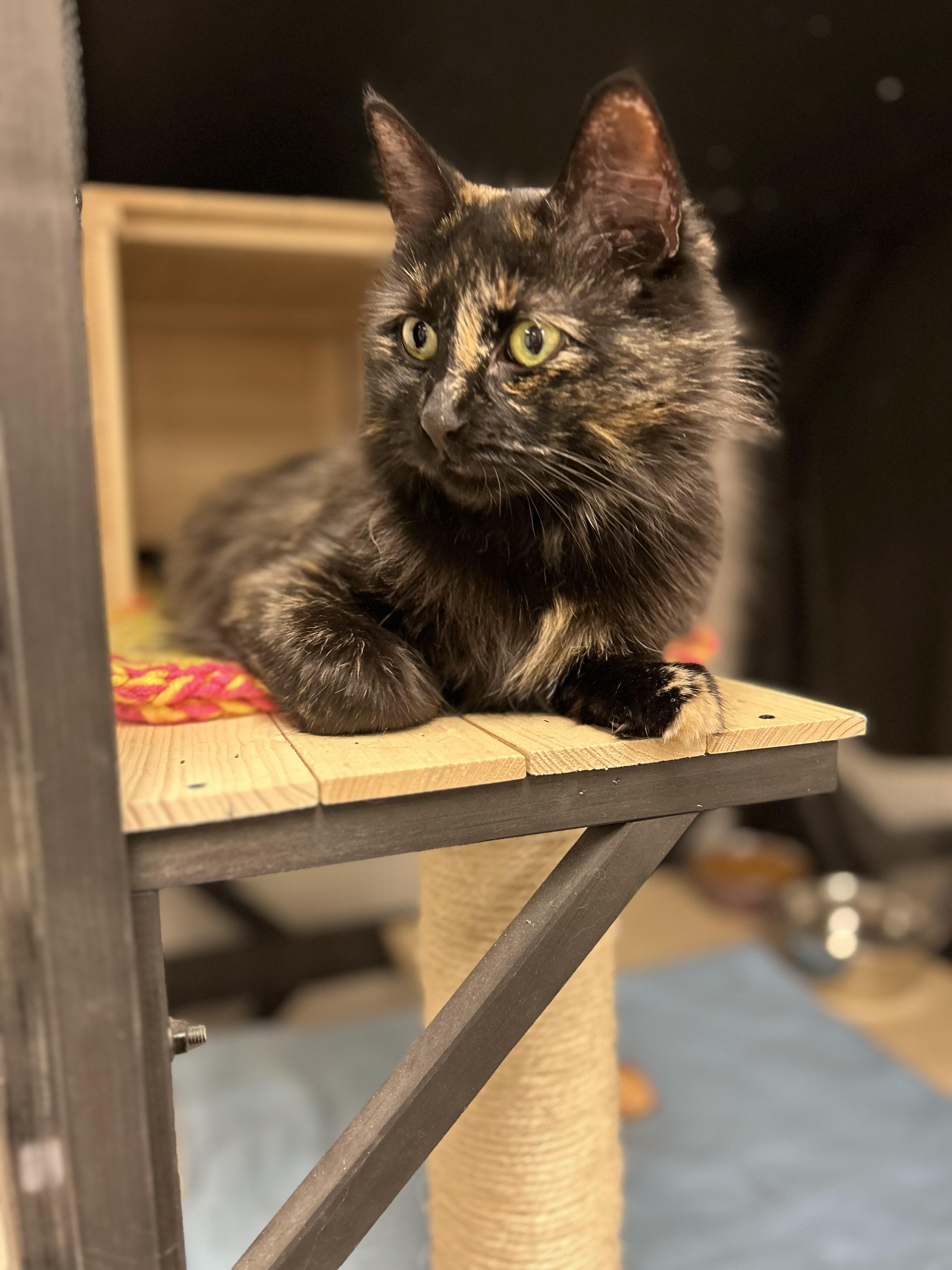 Kaleidoscope, a Adoptable Domestic Medium Hair in Hudsonville, MI image 2/6