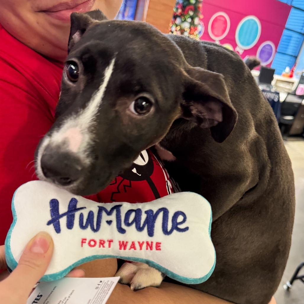 Blueberry, Adoptable, Puppy Female Pit Bull Terrier & Boxer.