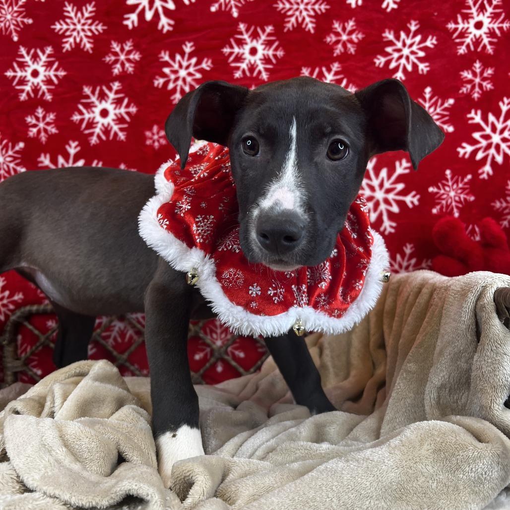 Enlarge Blueberry, a Adoptable mixed breed in Fort Wayne, IN image 1/1