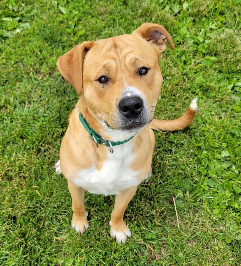 Lightning, Adult Male Boxer