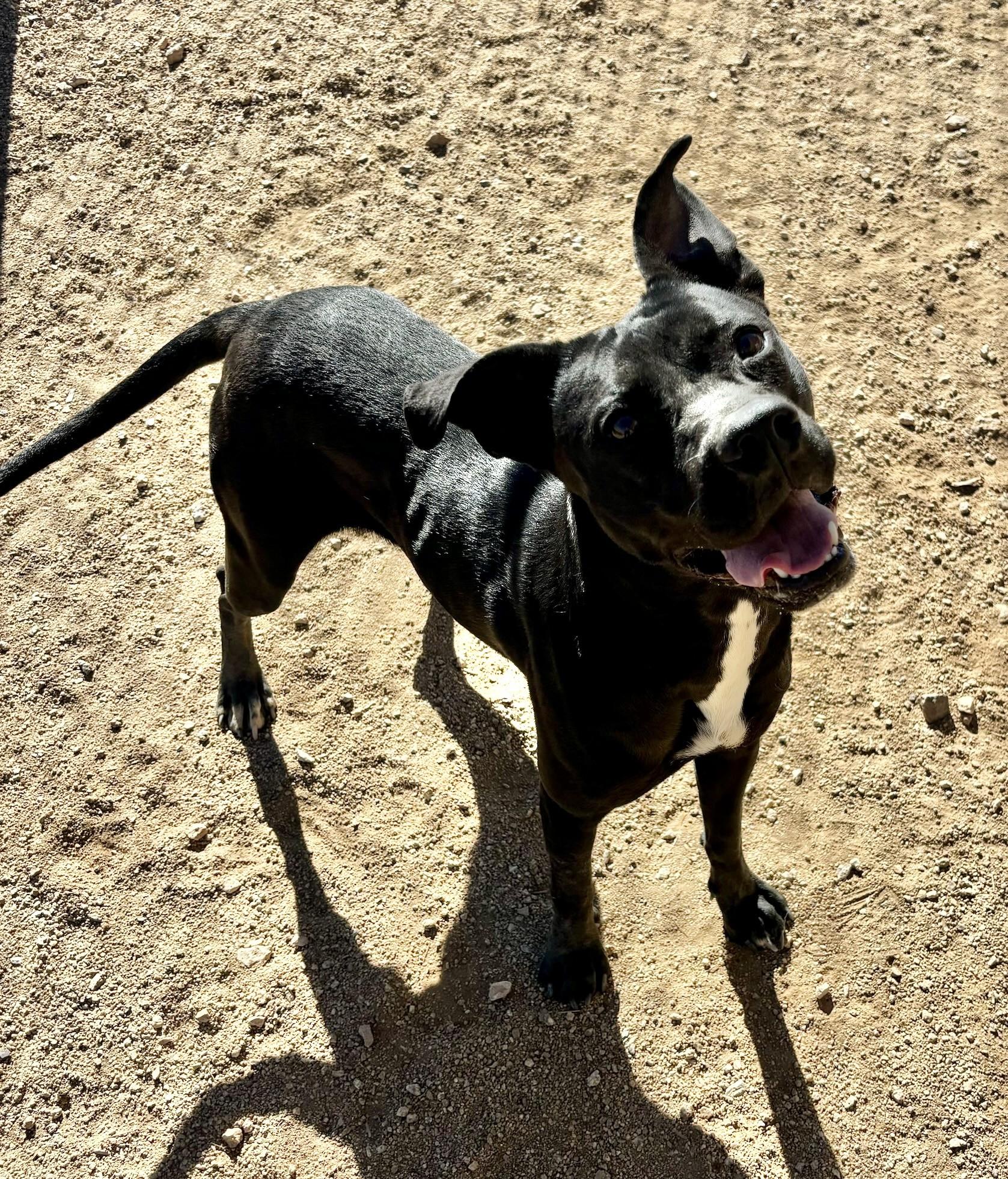 Enlarge Kahlua, a Adoptable mixed breed in Sierra Vista, AZ image 2/3