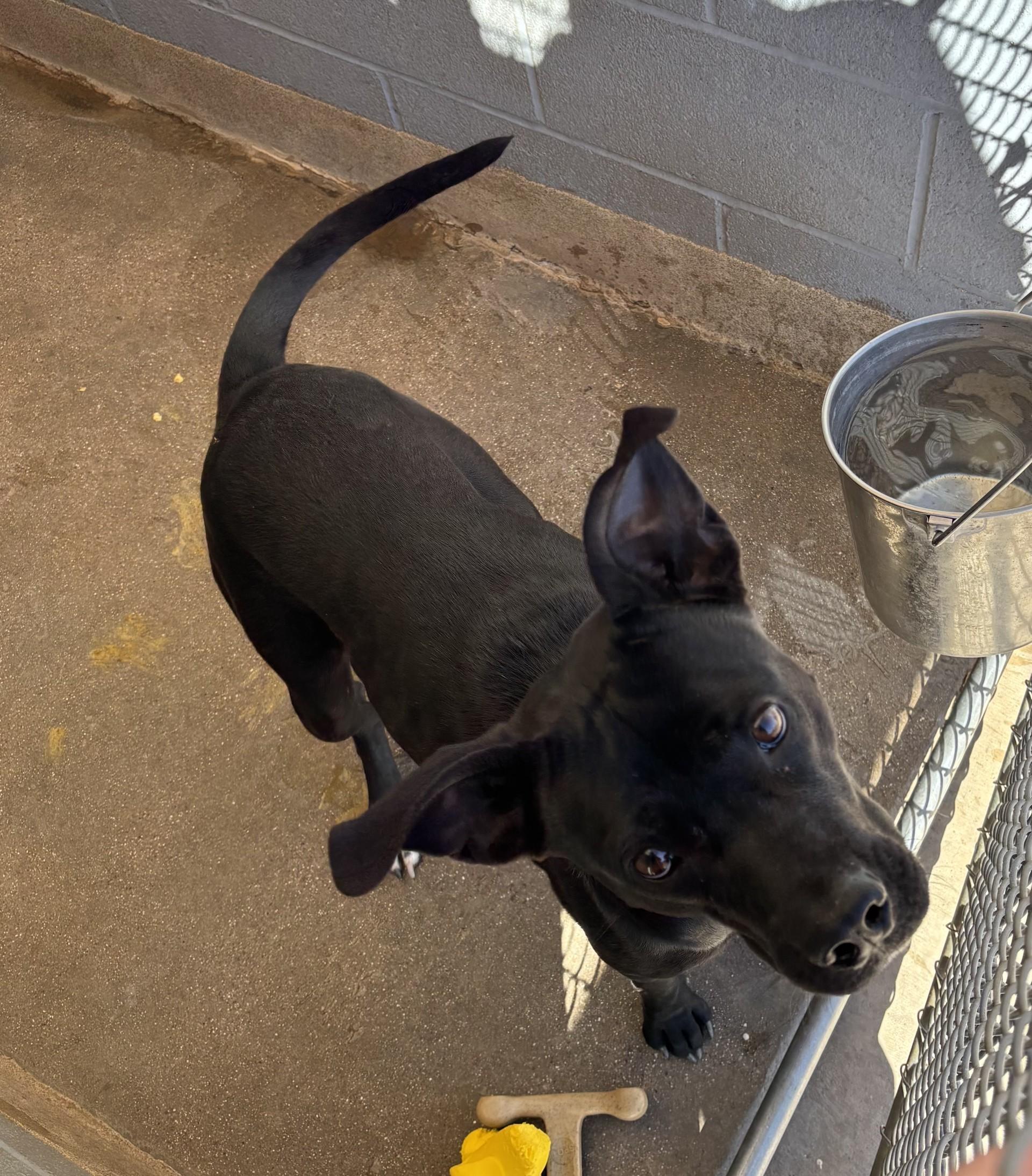 Enlarge Kahlua, a Adoptable mixed breed in Sierra Vista, AZ image 3/3