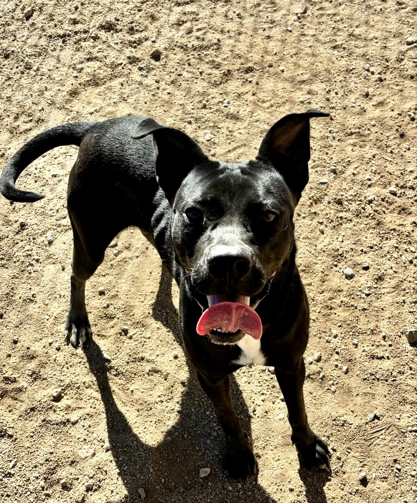 Enlarge Kahlua, a Adoptable mixed breed in Sierra Vista, AZ image 1/3