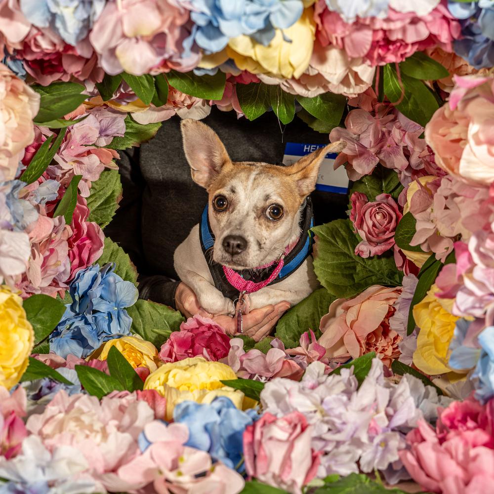 Shortbread, Adoptable, Adult Female Chihuahua.