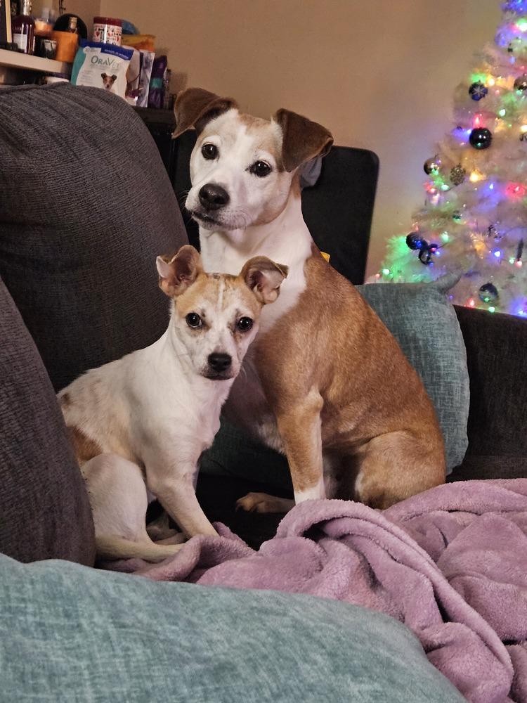 Shortbread, Adoptable, Adult Female Chihuahua.