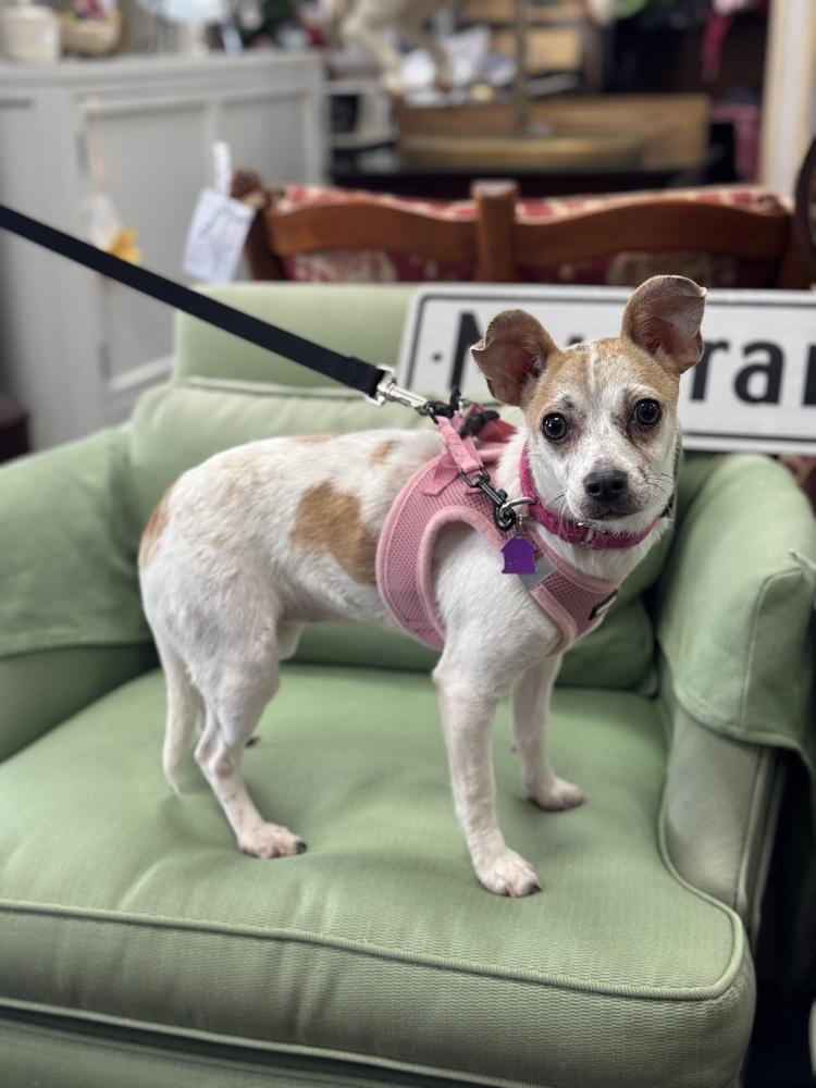 Shortbread, a Adoptable mixed breed in Mundelein, IL image 2/6