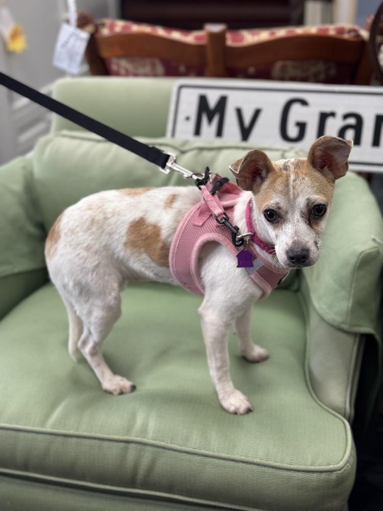 Shortbread, a Adoptable mixed breed in Mundelein, IL image 3/6