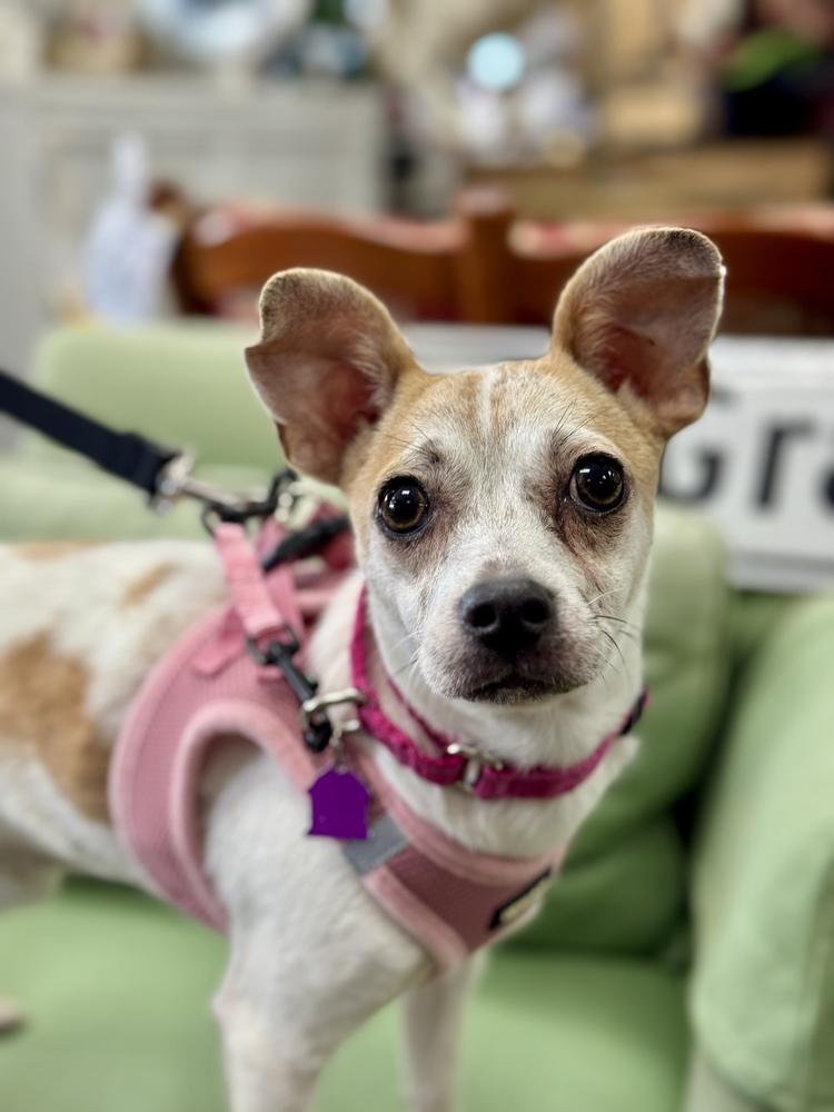 Shortbread, a Adoptable mixed breed in Mundelein, IL image 4/6