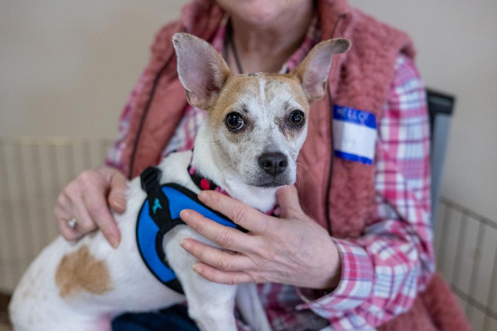 Enlarge Shortbread, a Adoptable mixed breed in Mundelein, IL image 5/6