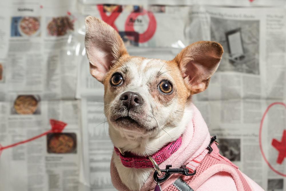 Shortbread, a Adoptable mixed breed in Mundelein, IL image 6/6