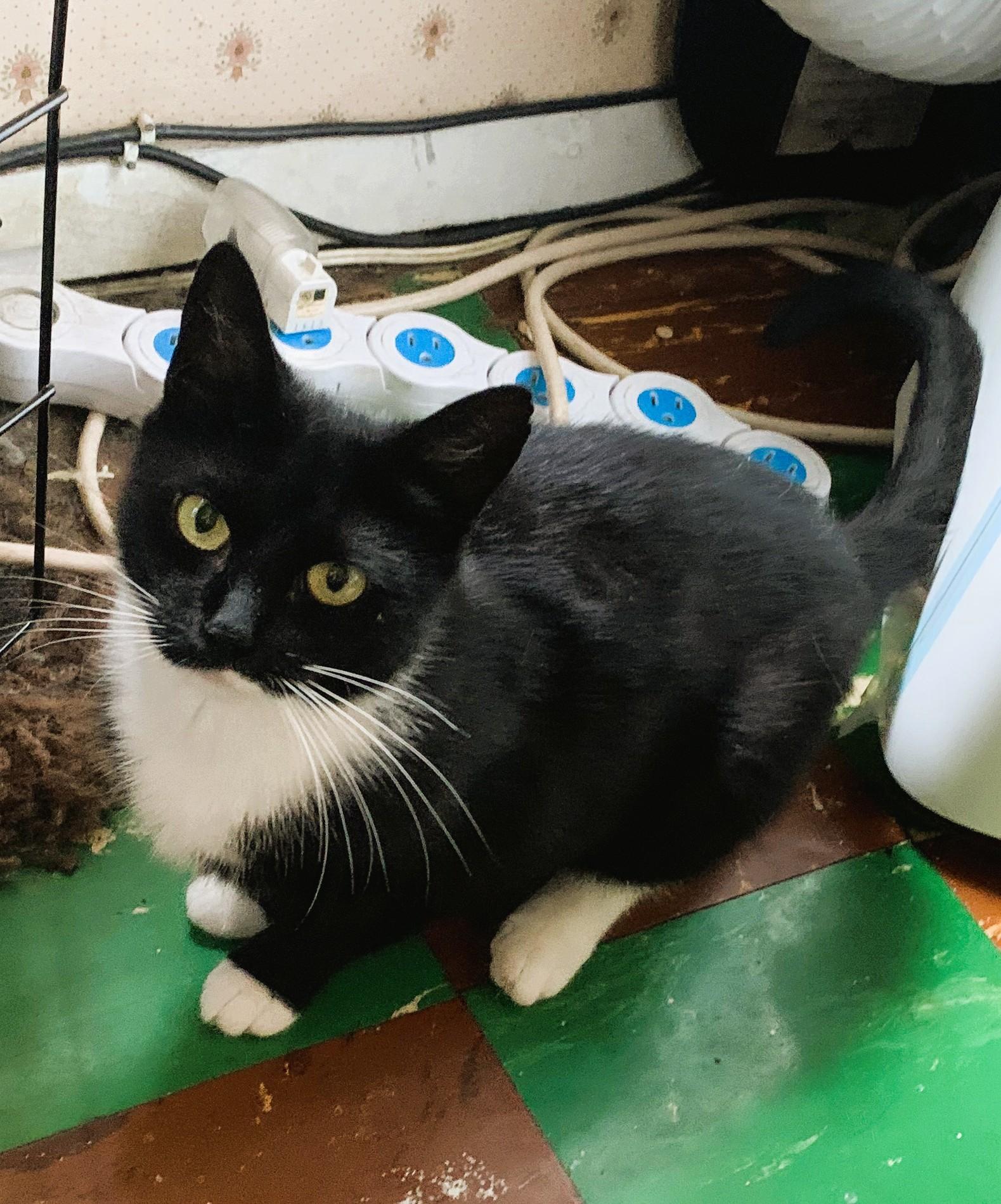 Morticia, a Adoptable Domestic Short Hair in South Ozone Park, NY image 1/5