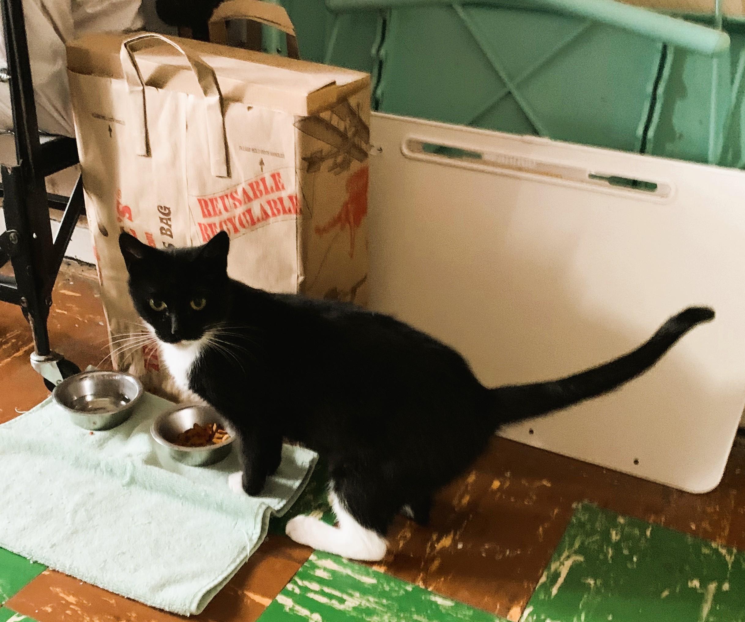 Morticia, a Adoptable Domestic Short Hair in South Ozone Park, NY image 2/5