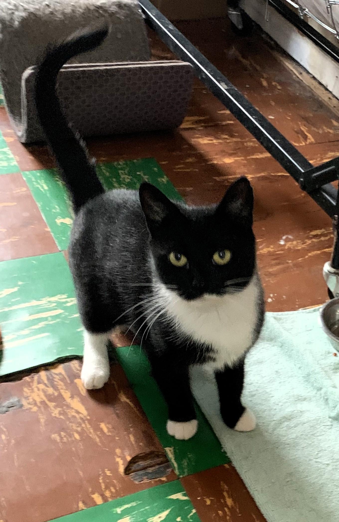 Morticia, a Adoptable Domestic Short Hair in South Ozone Park, NY image 3/5