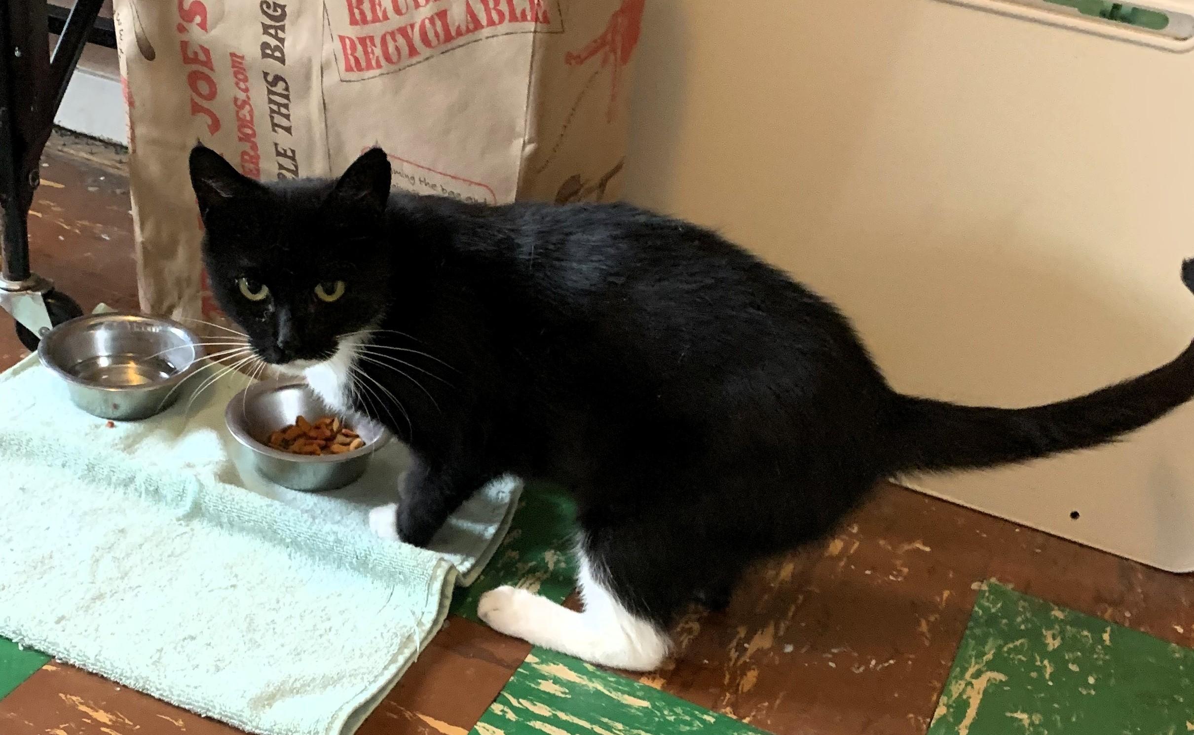 Morticia, a Adoptable Domestic Short Hair in South Ozone Park, NY image 4/5