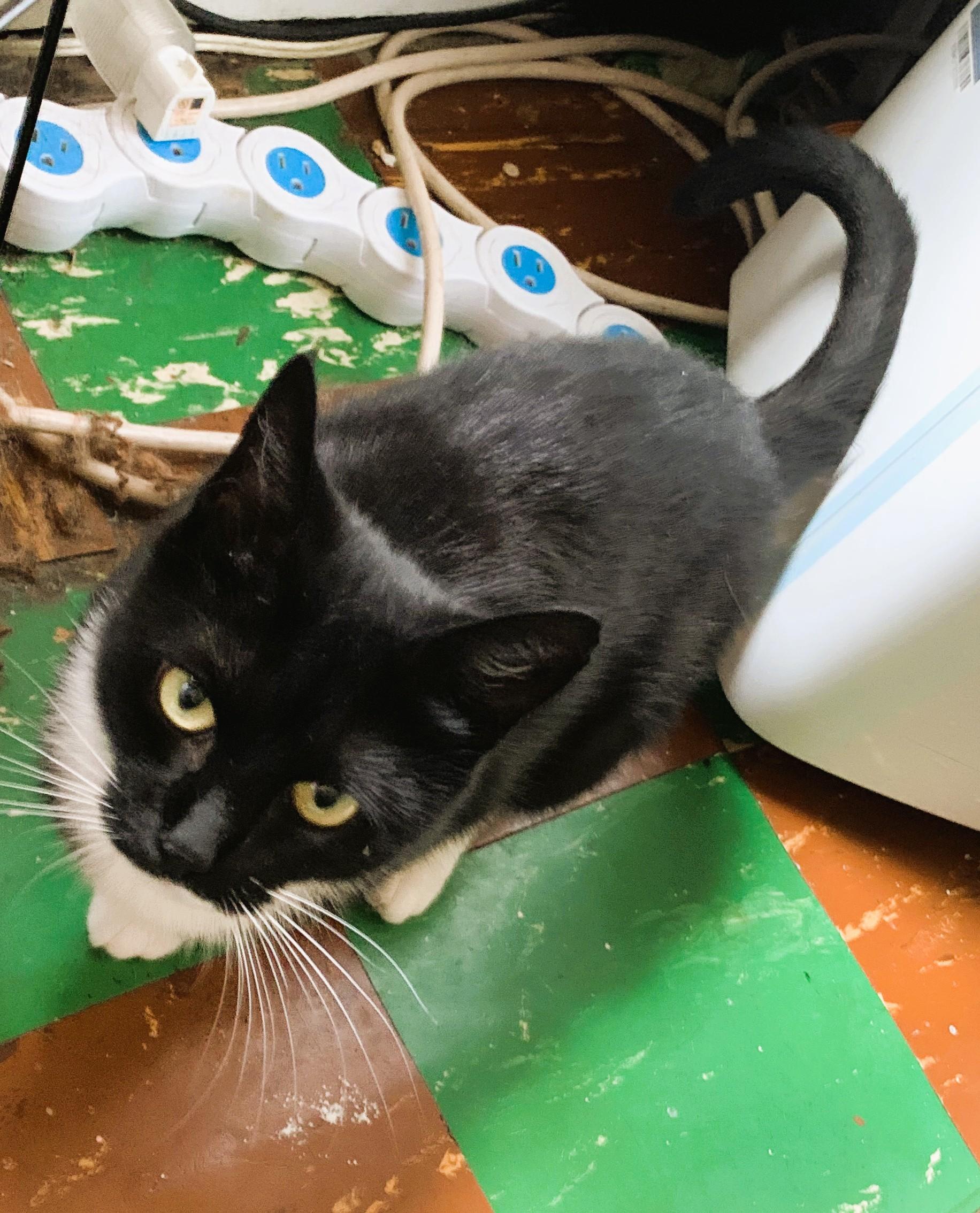 Morticia, a Adoptable Domestic Short Hair in South Ozone Park, NY image 5/5