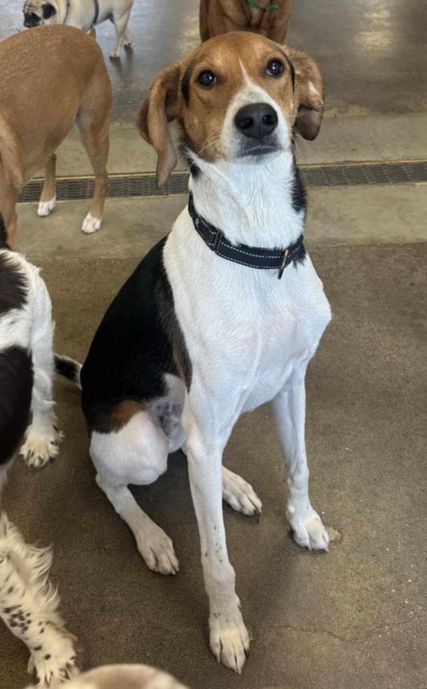 Levi
