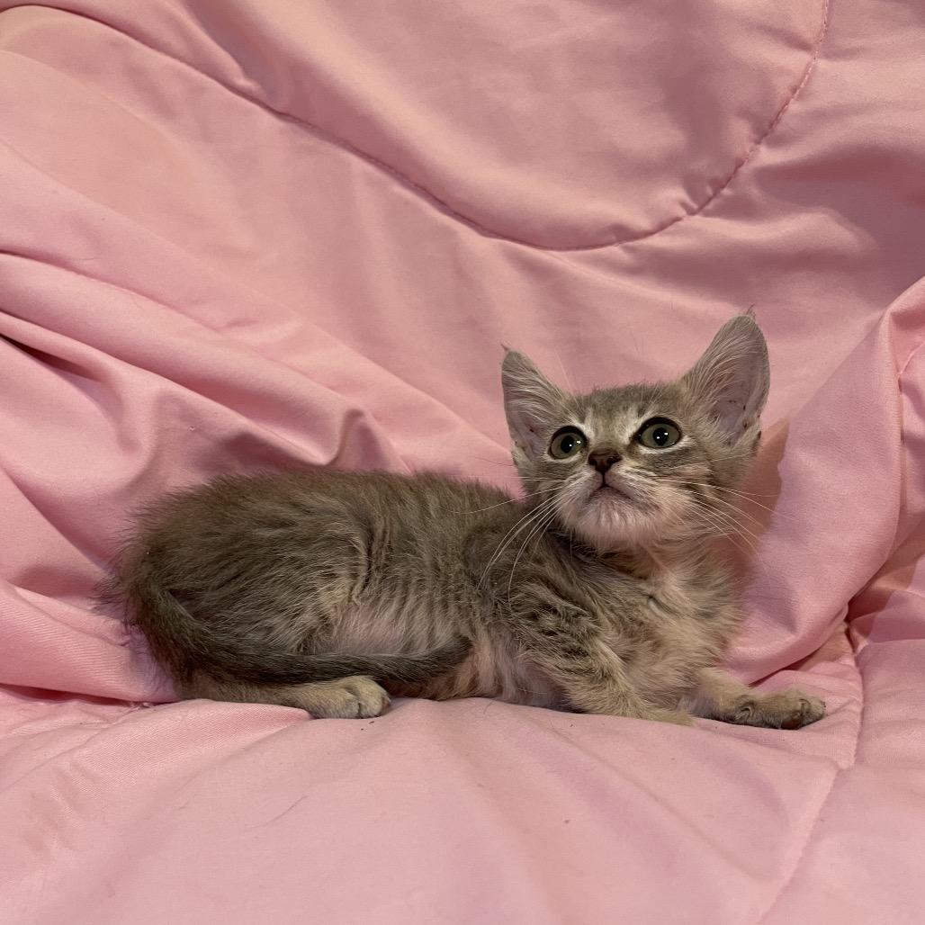 Enlarge Echo, a Adoptable Domestic Short Hair in Tucson, AZ image 1/3