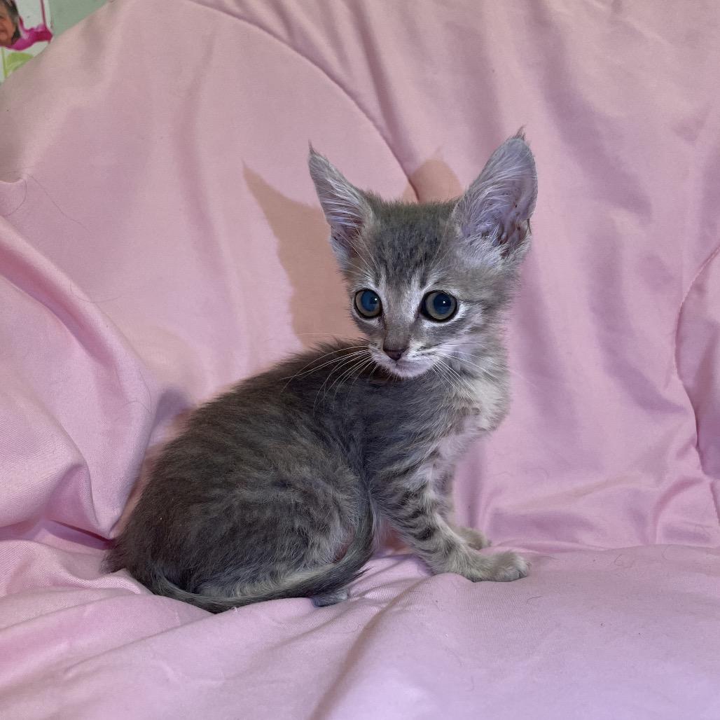 Enlarge Echo, a Adoptable Domestic Short Hair in Tucson, AZ image 2/3