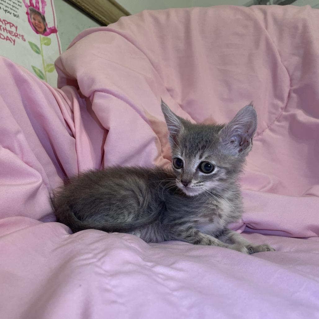 Enlarge Echo, a Adoptable Domestic Short Hair in Tucson, AZ image 3/3