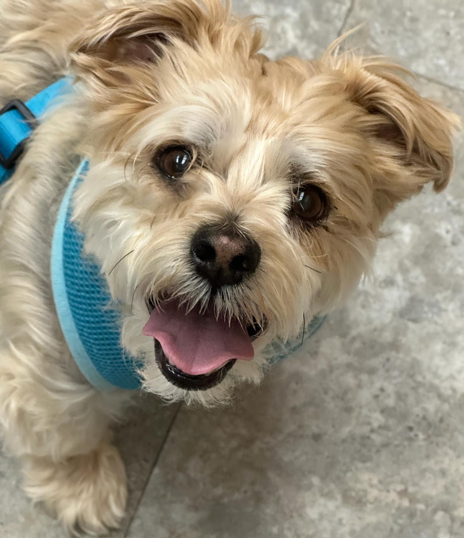 Enlarge Charlie, an adopted mixed breed in Brooklyn, NY image 1/5