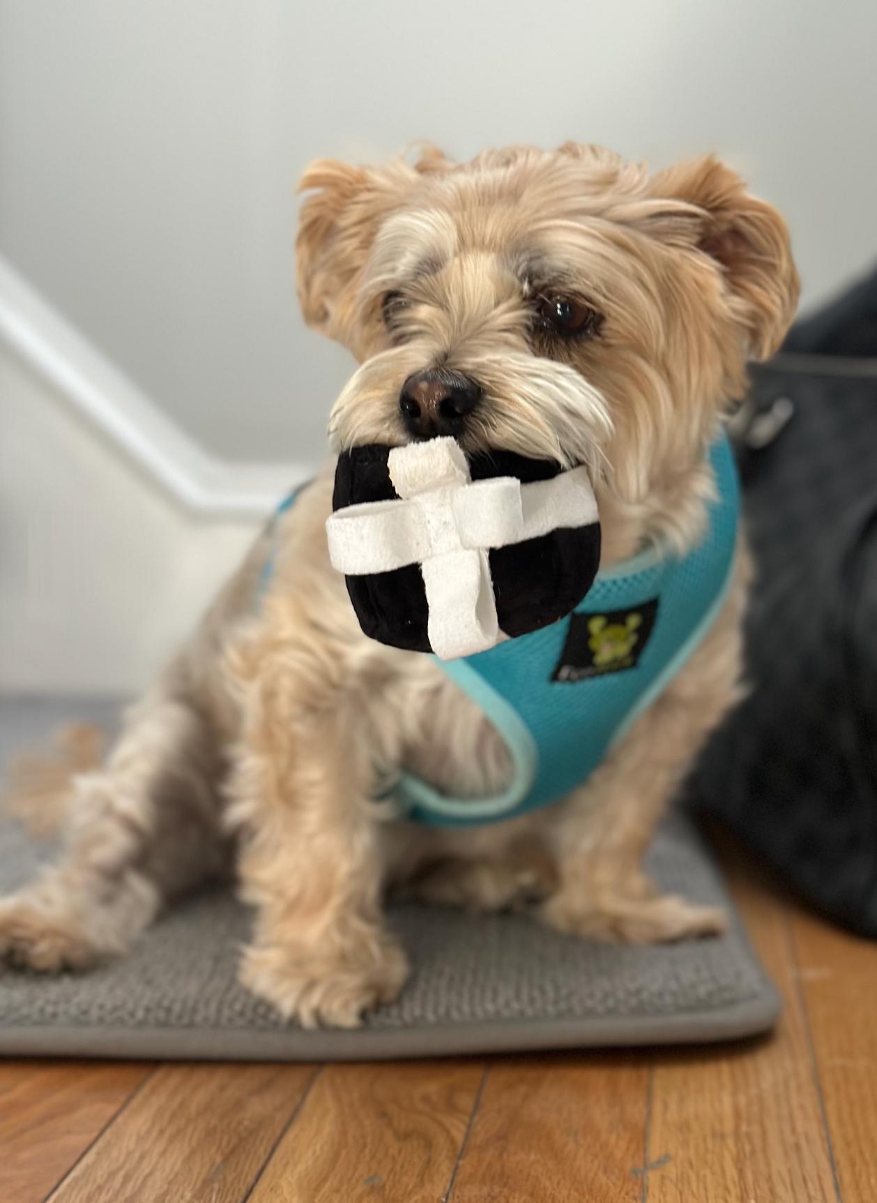 Enlarge Charlie, an adopted mixed breed in Brooklyn, NY image 3/5