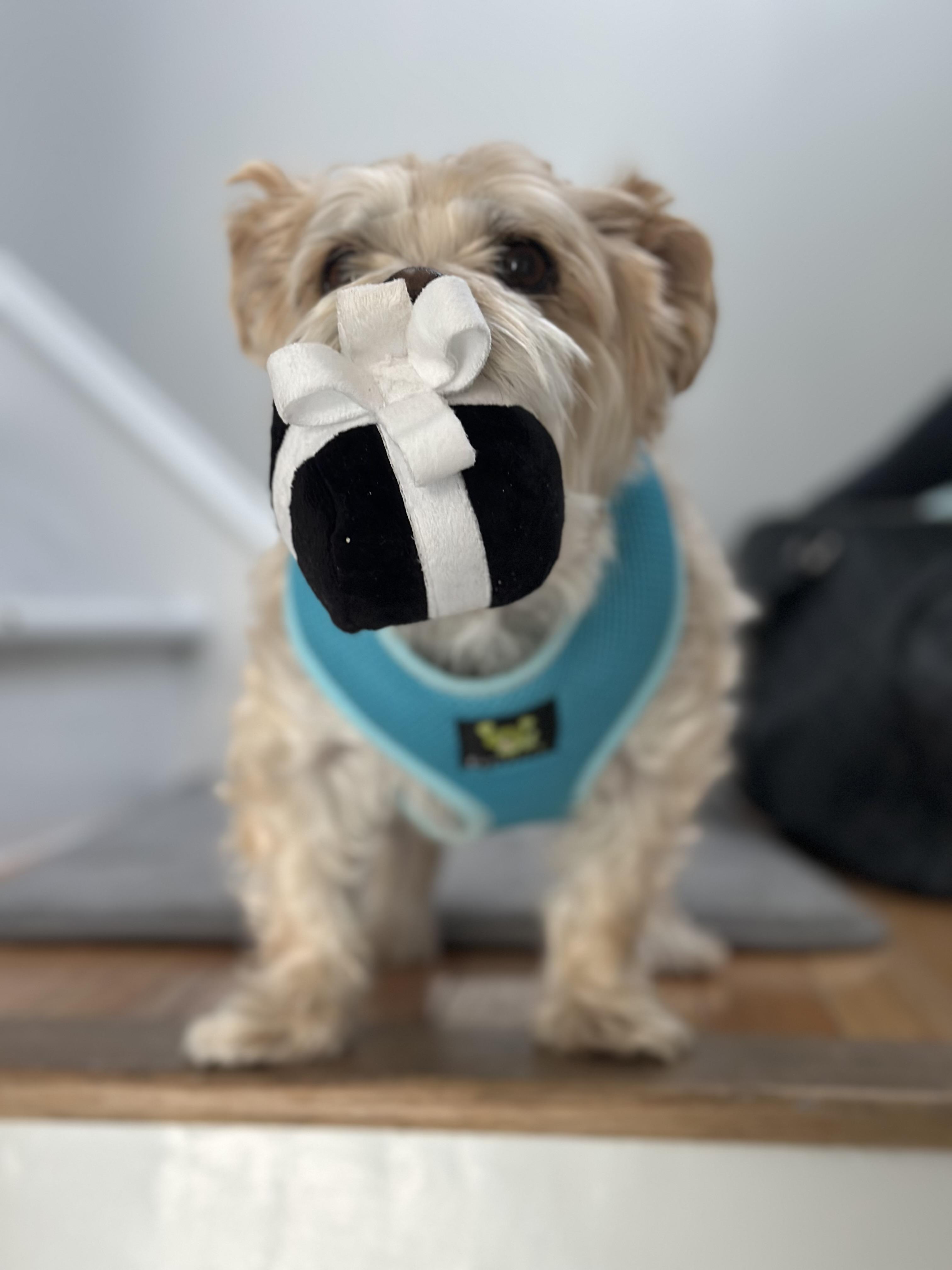 Enlarge Charlie, an adopted mixed breed in Brooklyn, NY image 5/5