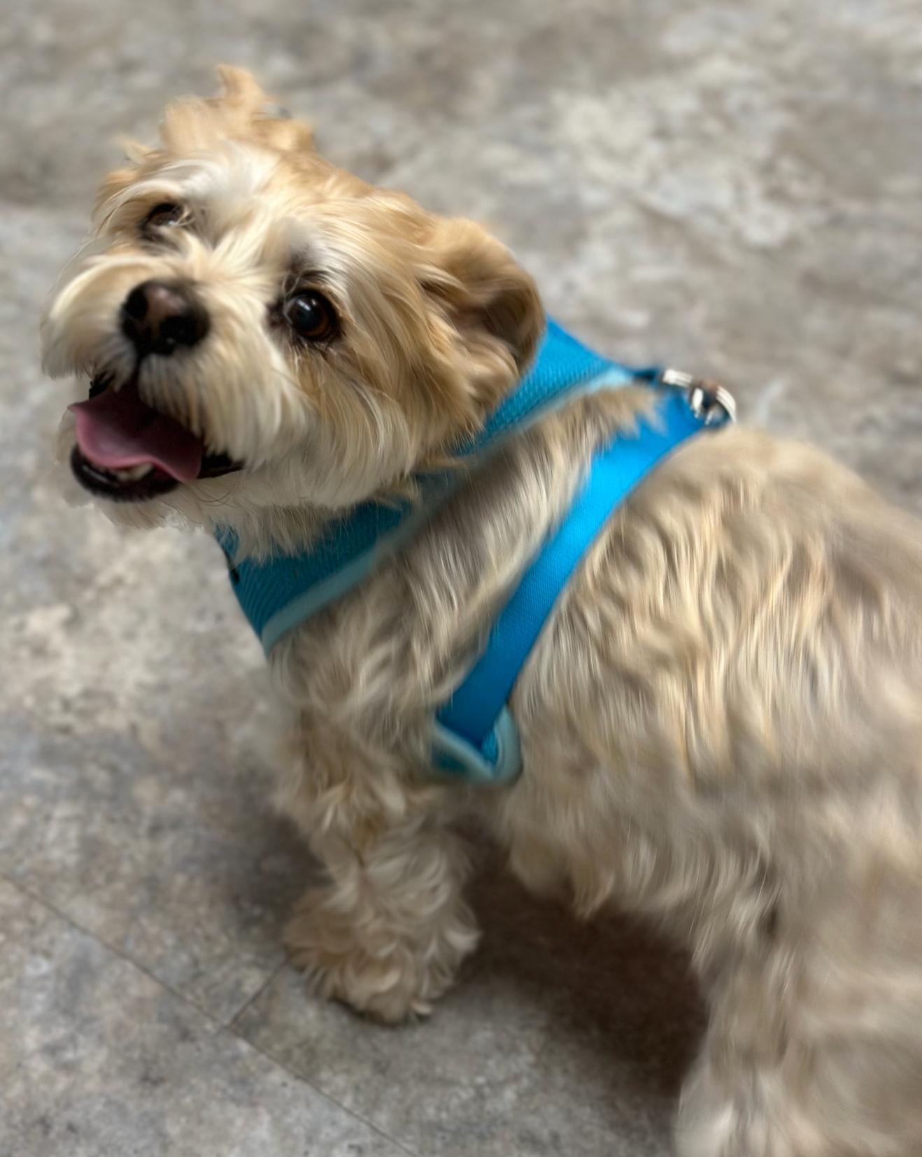 Enlarge Charlie, an adopted mixed breed in Brooklyn, NY image 2/5