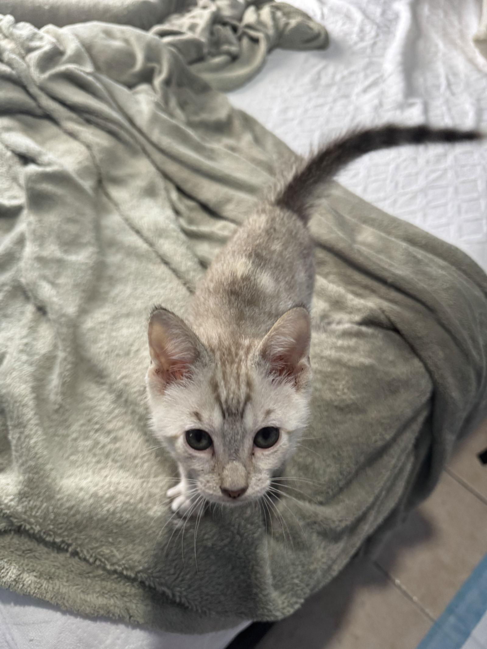 Mary Wells (2670) Adopted, Adopted, Kitten Female Tabby & Siamese.