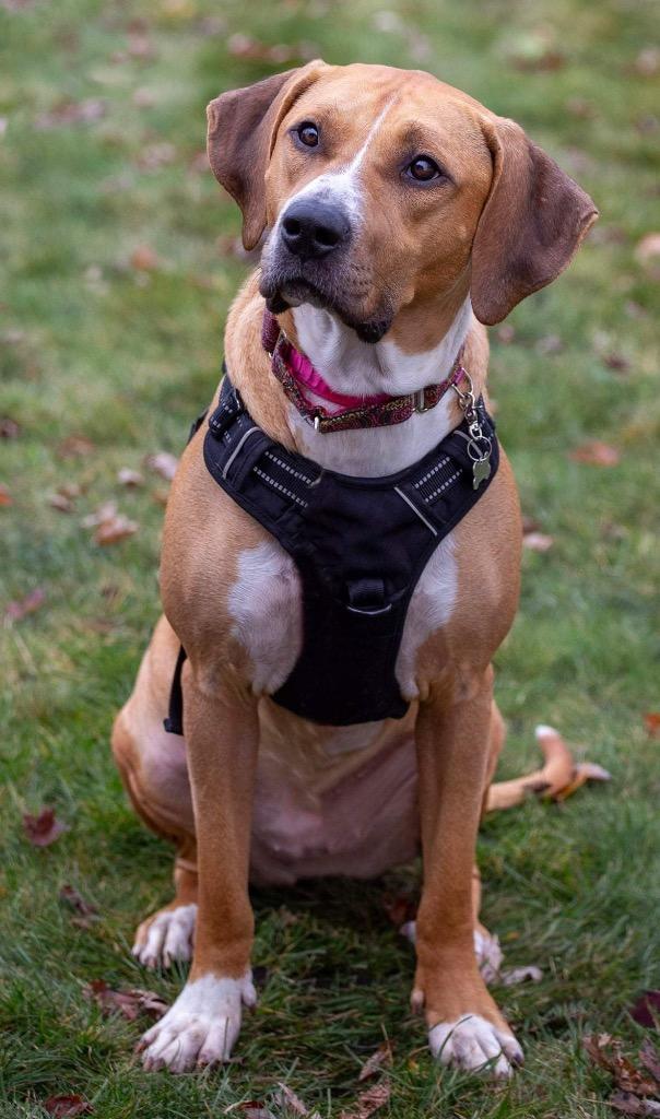 Janet, Adoptable, Adult Female American Bulldog & Coonhound.