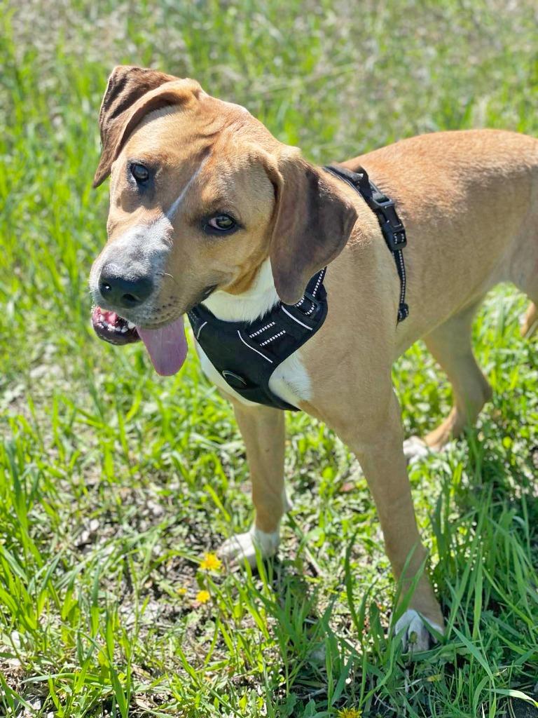 Enlarge Janet, a Adoptable mixed breed in Savage, MN image 4/6