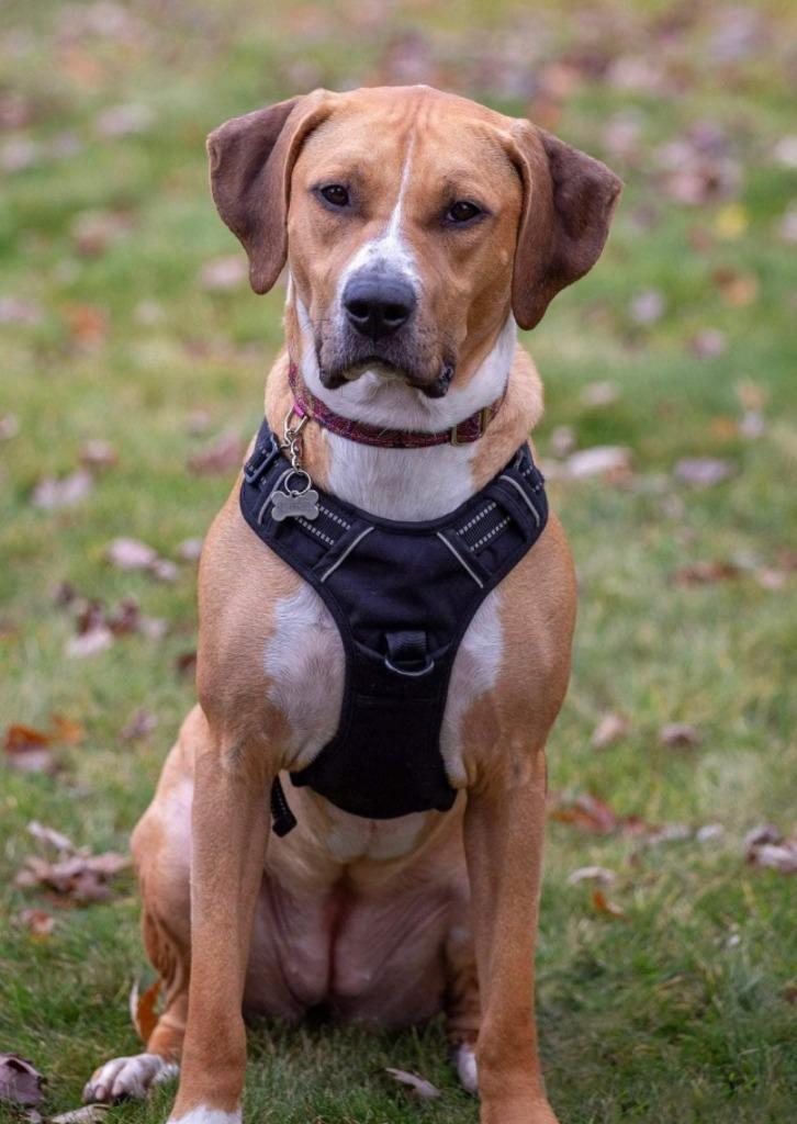 Enlarge Janet, a Adoptable mixed breed in Savage, MN image 5/6