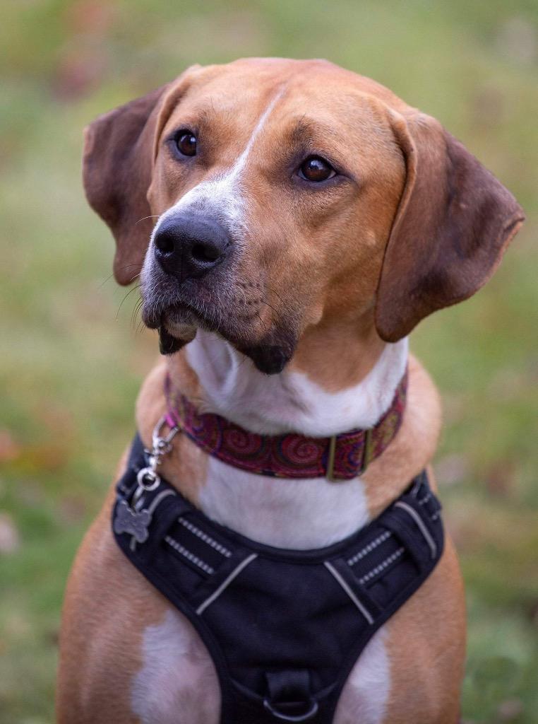 Enlarge Janet, a Adoptable mixed breed in Savage, MN image 6/6
