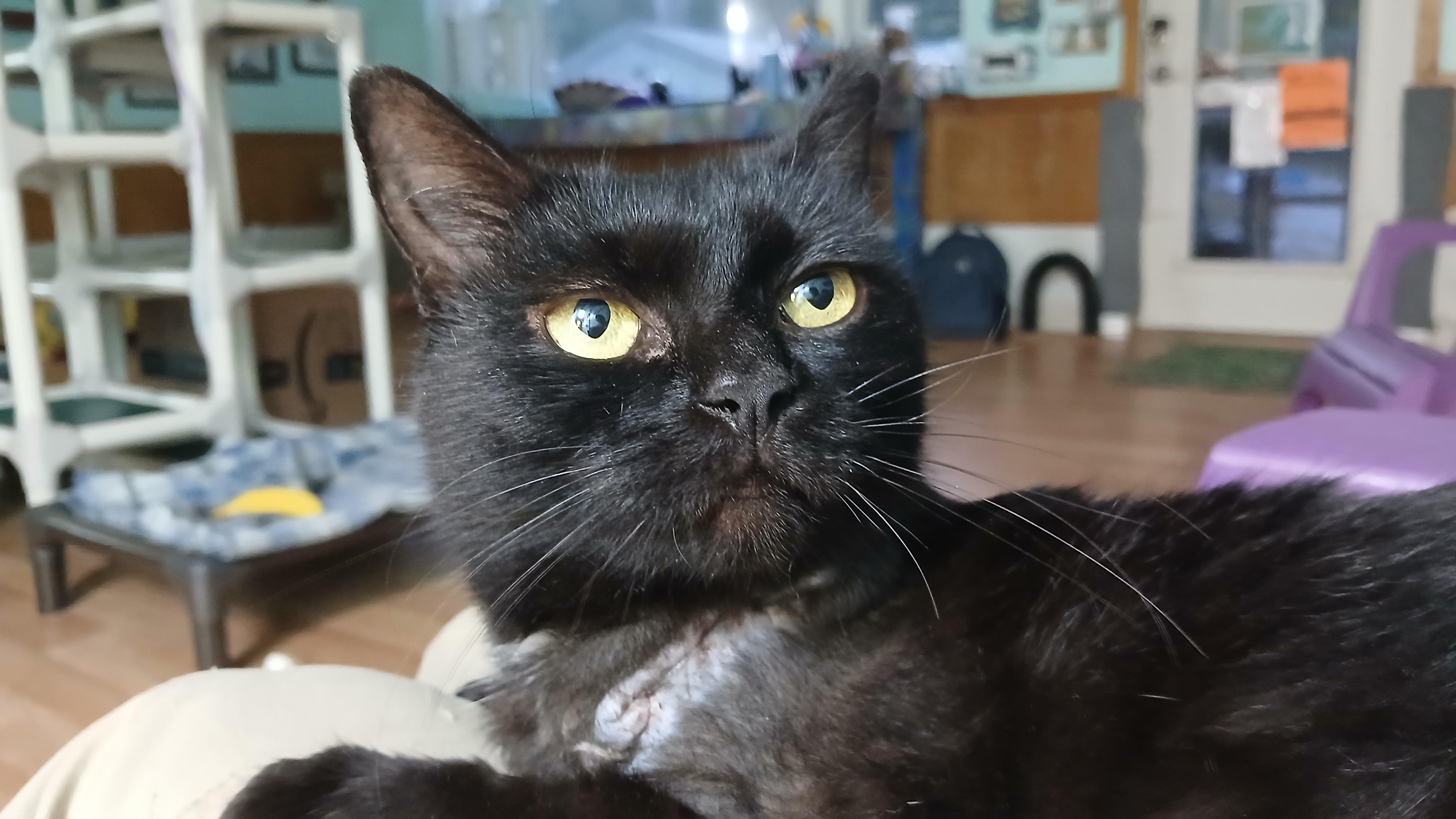 Enlarge Opal, a Adopted Domestic Short Hair in Cullowhee, NC image 5/6