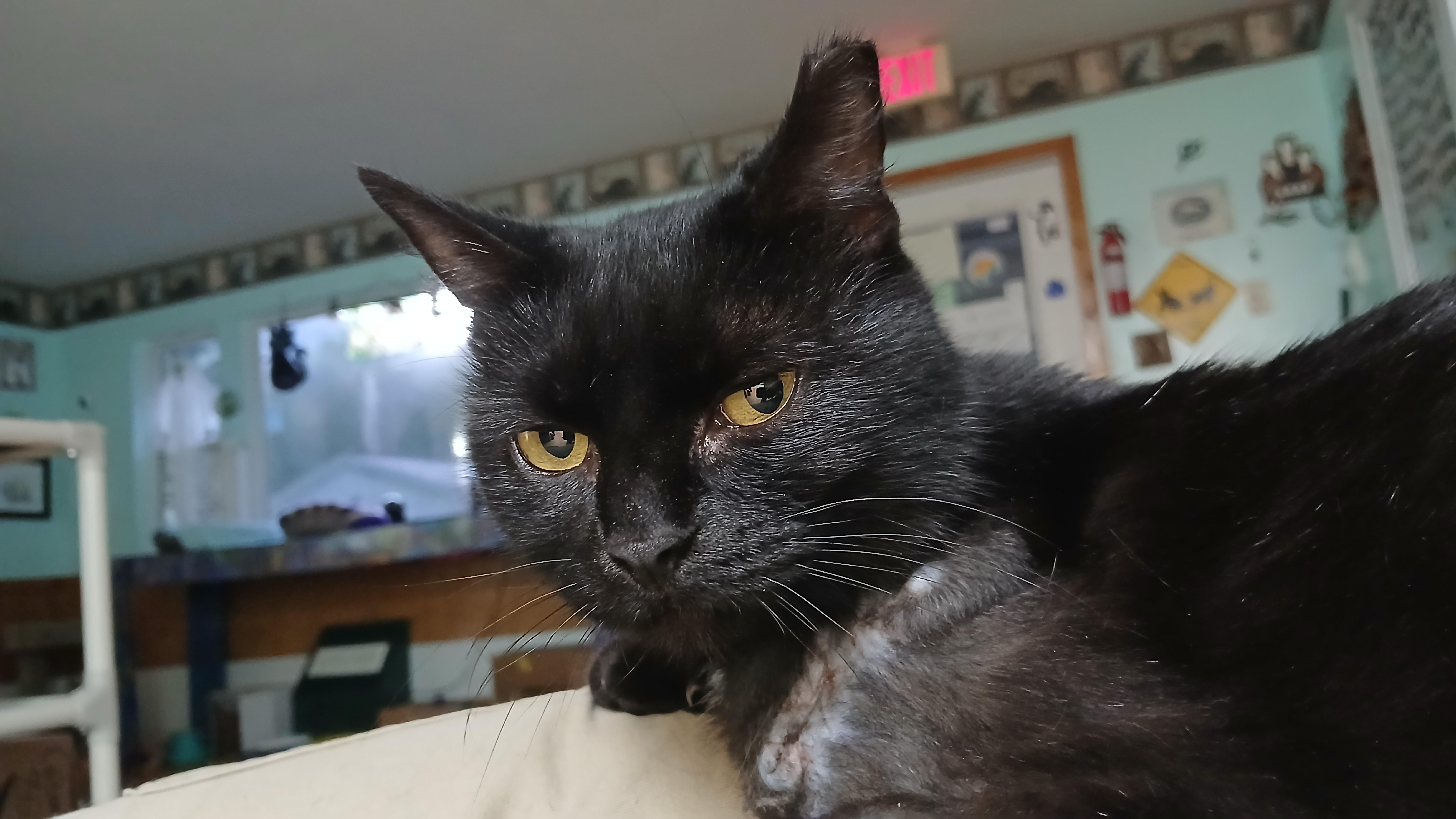Enlarge Opal, a Adopted Domestic Short Hair in Cullowhee, NC image 3/6