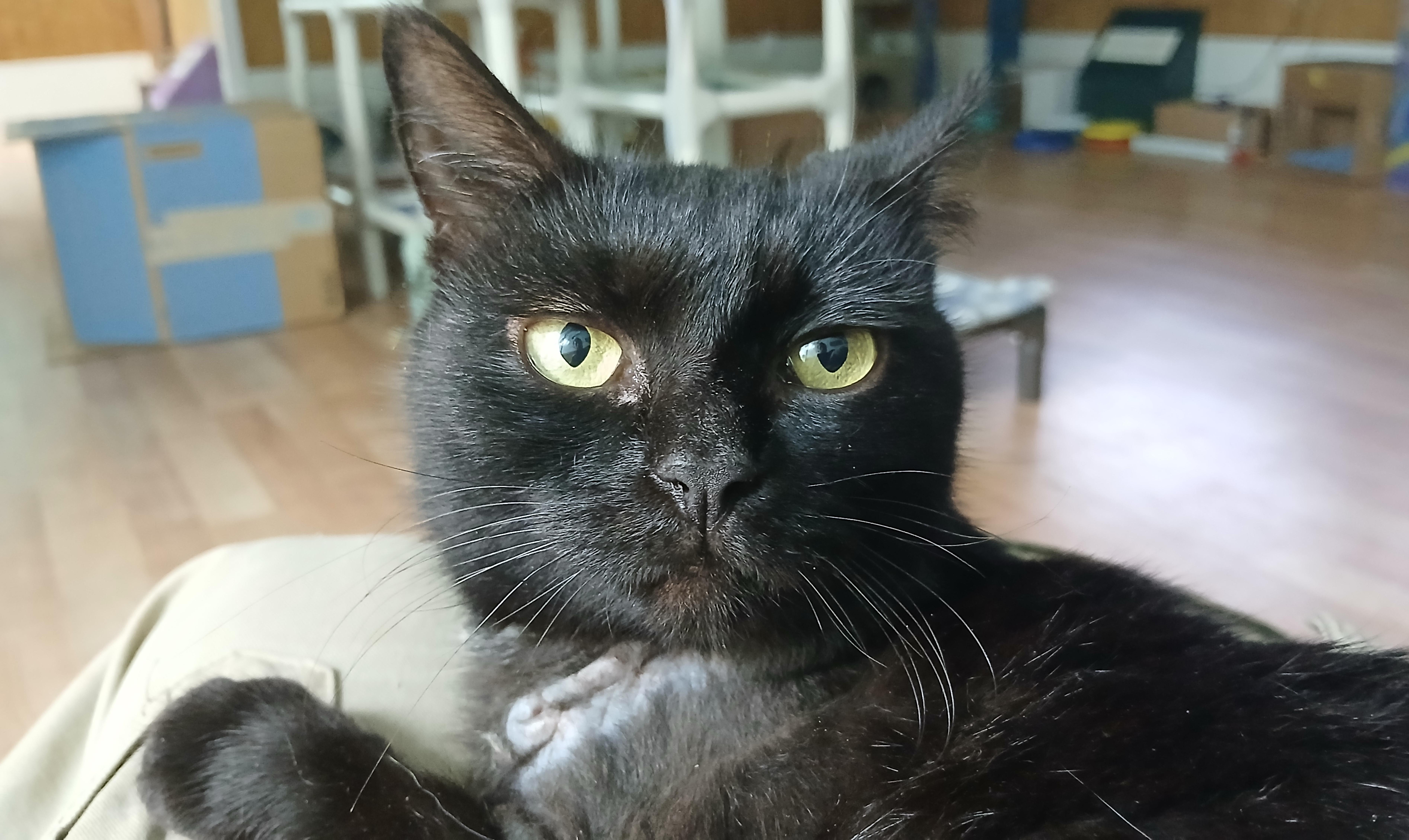 Opal, Adopted, Adult Female Domestic Short Hair.