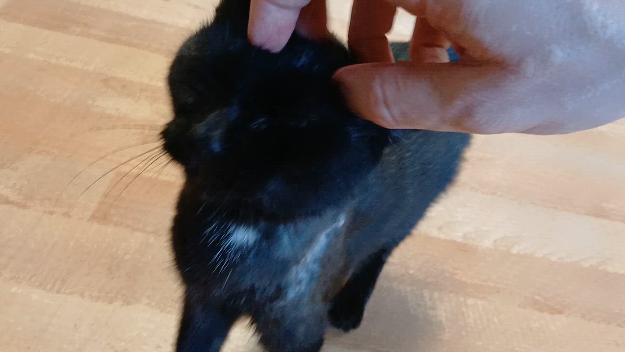 Enlarge Opal, a Adopted Domestic Short Hair in Cullowhee, NC video 2/6
