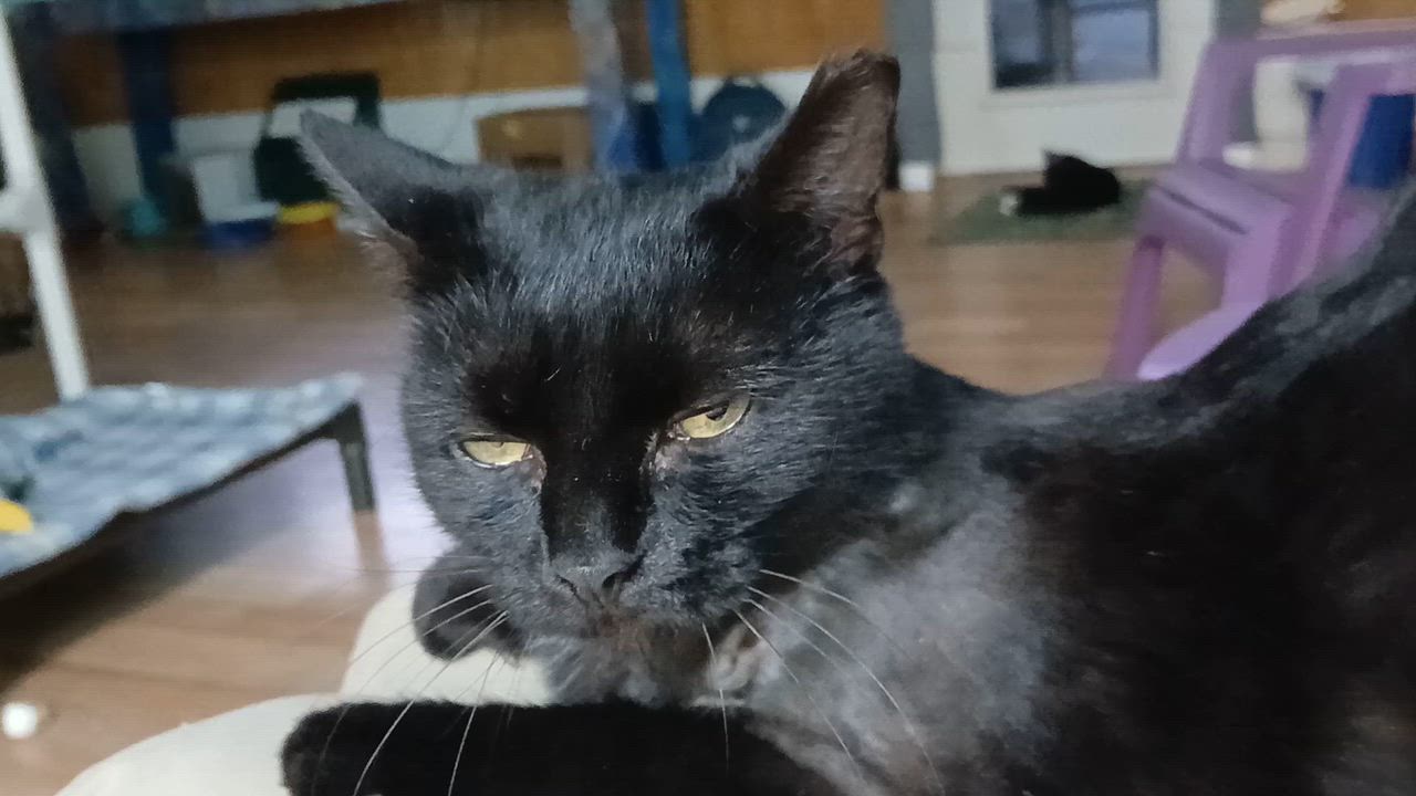 Enlarge Opal, a Adopted Domestic Short Hair in Cullowhee, NC video 6/6