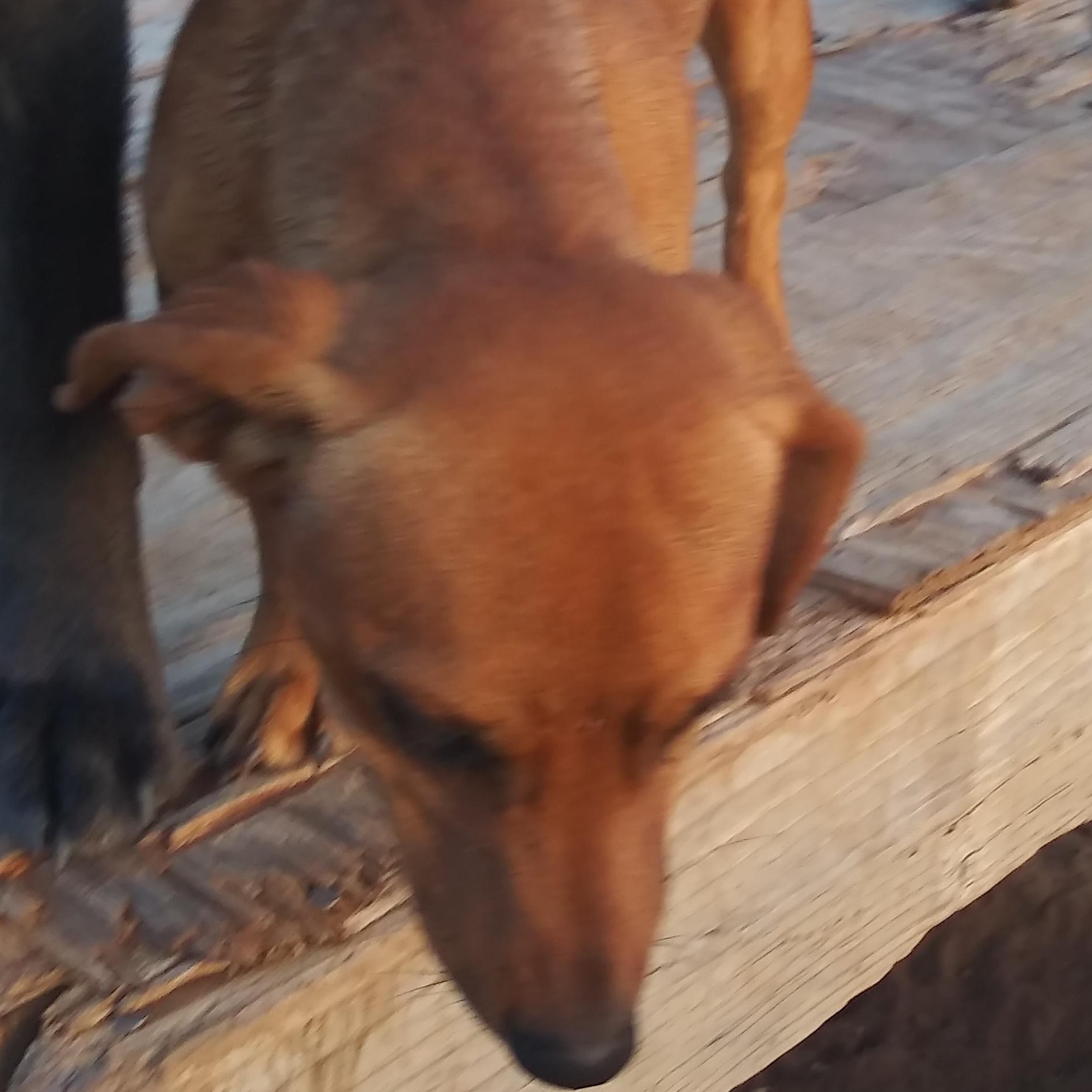 Enlarge Abner, a Adoptable Miniature Dachshund in Anton, TX image 2/2