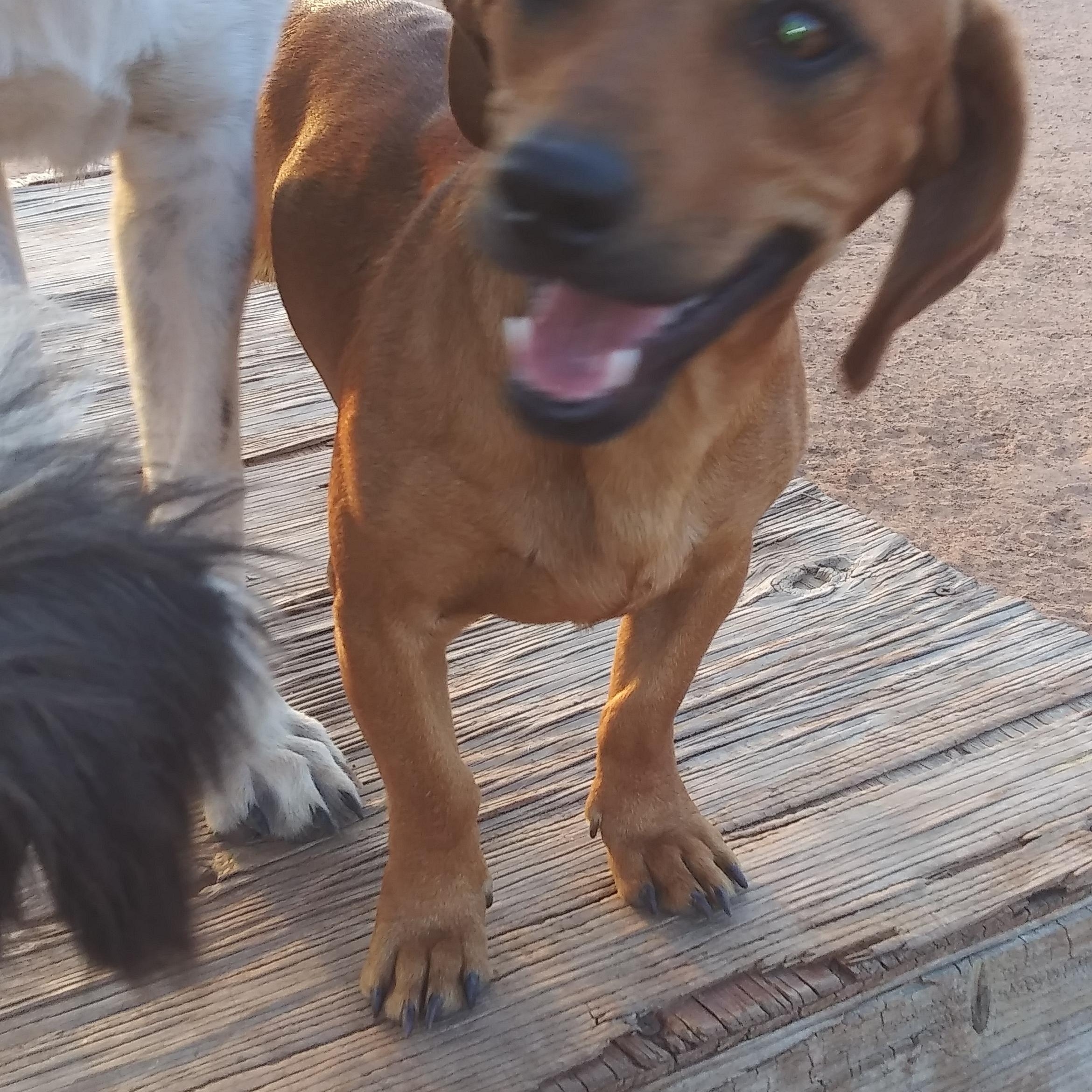 Enlarge Abner, a Adoptable Miniature Dachshund in Anton, TX image 1/2