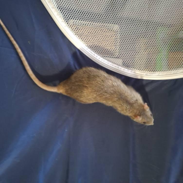 Michelangelo, Adoptable, Young Male Rat.