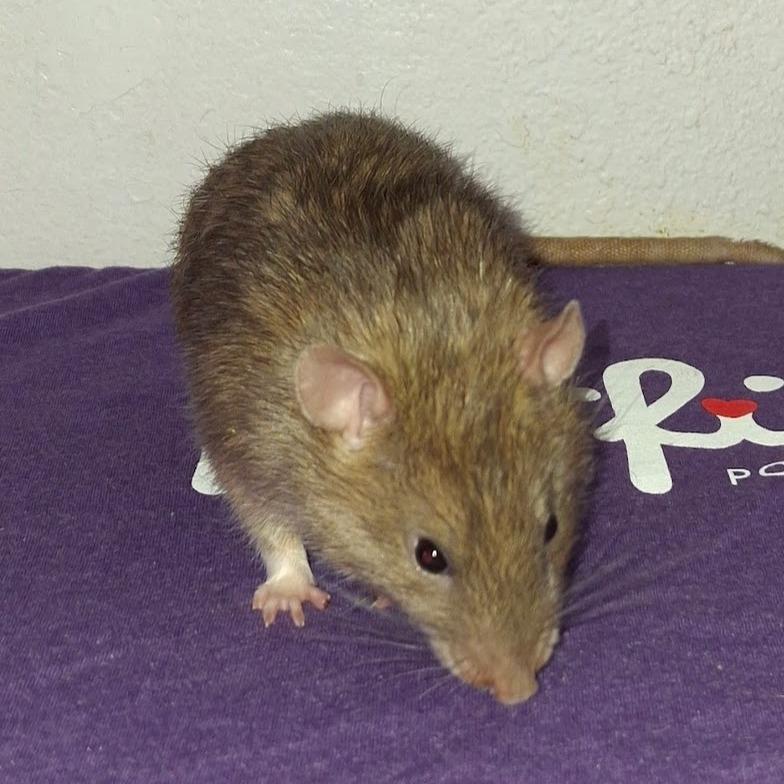 Enlarge Michelangelo, a Adoptable Rat in Kingman, AZ image 2/4