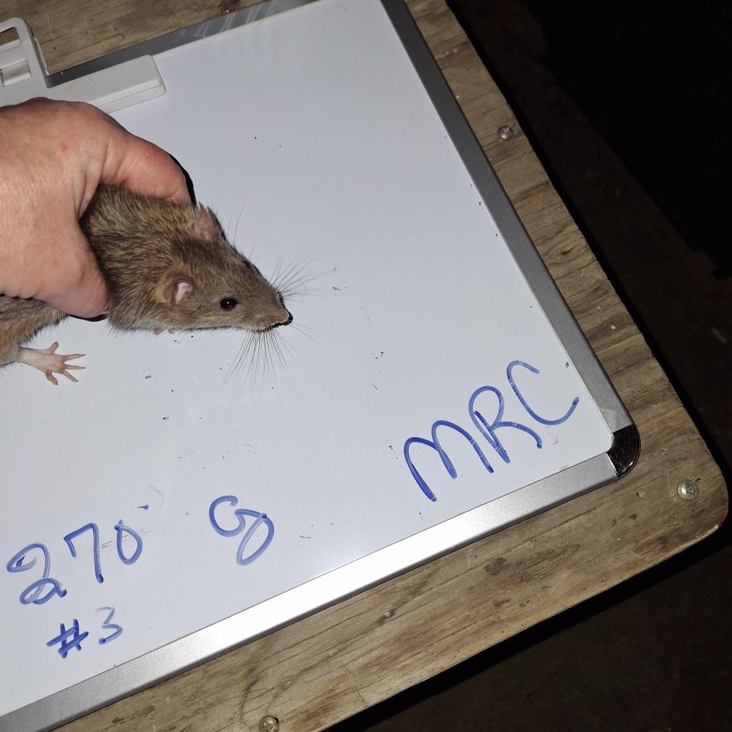 Enlarge Michelangelo, a Adoptable Rat in Kingman, AZ image 3/4