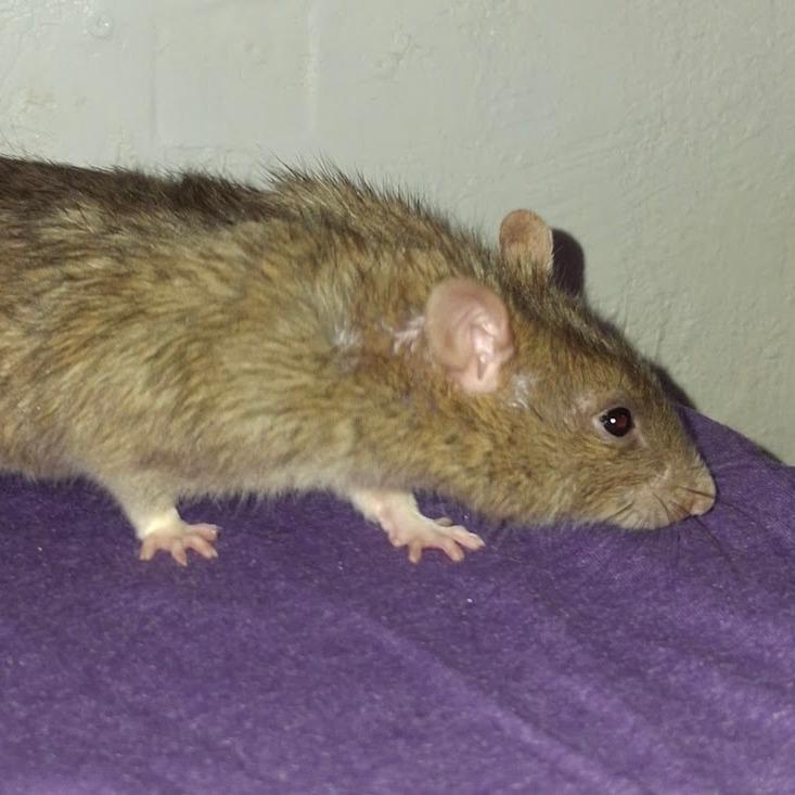 Enlarge Michelangelo, a Adoptable Rat in Kingman, AZ image 4/4