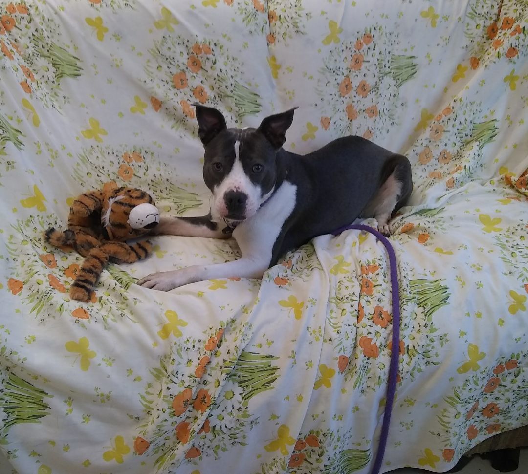 Enlarge Wilma, a Adoptable mixed breed in Springfield, OH image 1/1