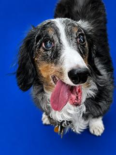 Enlarge Clancy, an adopted Dachshund (Long Haired) in Ladson, SC image 1/3